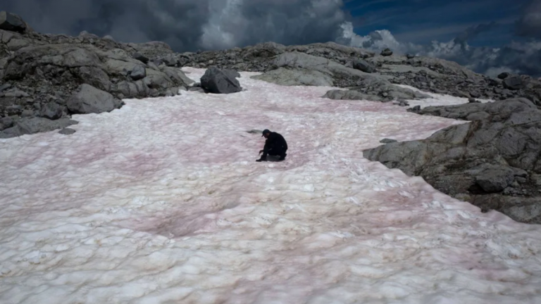 pink snow in italian glacier